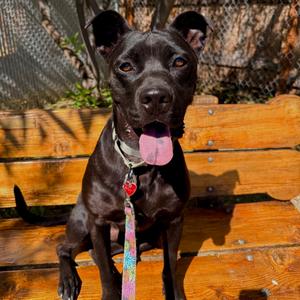 Frank, Mixed Breed (Large), adult, available for adoption