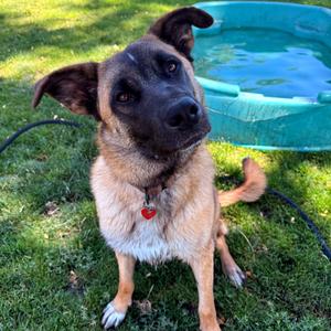 Gunther, Mixed Breed (Large), young, available for adoption
