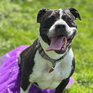 Jinx, Mixed Breed (Large), senior, available for adoption