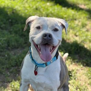 Finley, Mixed Breed (Medium), adult, available for adoption