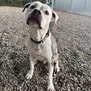 A white dog with a black collar and a red tag is sitting on a gravel surface, looking up with its head tilted. The dog has a muscular build and appears to be in a fenced outdoor area.