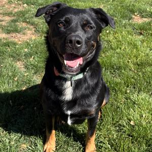 Osa, Mixed Breed (Large), adult, available for adoption
