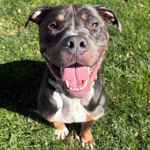 Mufasa, Mixed Breed (Large), adult, available for adoption