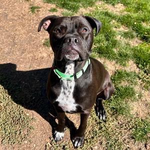 Max, Mixed Breed (Large), young, available for adoption