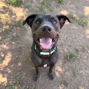 A black dog with a pink tongue and a green collar is looking up at the camera with its ears perked up.