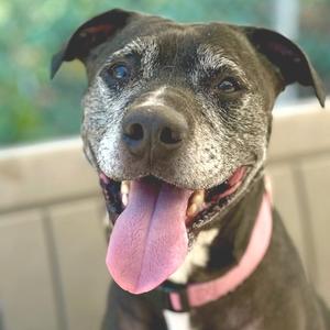 a black dog with a pink collar and a pink tongue sticking out