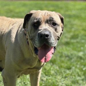 A large, tan dog with a wrinkled face and floppy ears standing on a grassy field. The dog's tongue is hanging out, and it appears to be panting. The dog is wearing a collar with a tag.