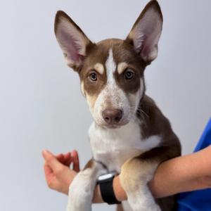A brown and white puppy with large ears being held by a person wearing a blue shirt.