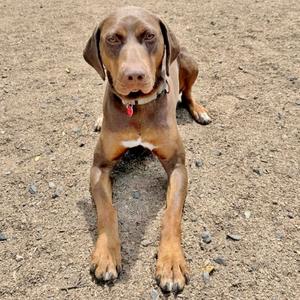 A brown dog with a white chest and a red collar lying on a dirt ground.