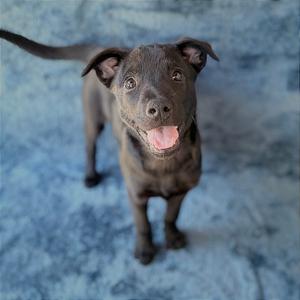 A black puppy with a pink tongue sticking out, standing on a blue textured surface.