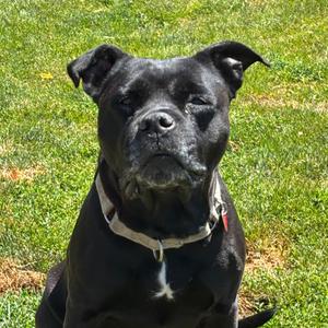 Charlotte, Mixed Breed (Large), senior, available for adoption