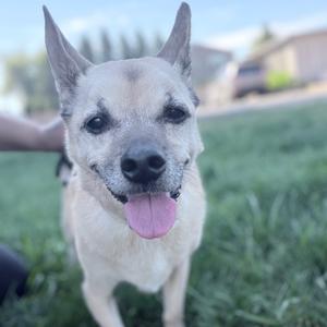 A happy dog with its tongue out, standing on grass.