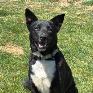 Bullet, Mixed Breed (Large), young, available for adoption