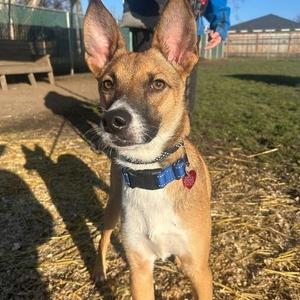 Benny, Mixed Breed (Small), young, available for adoption