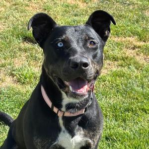 Bear, Mixed Breed (Large), young, available for adoption