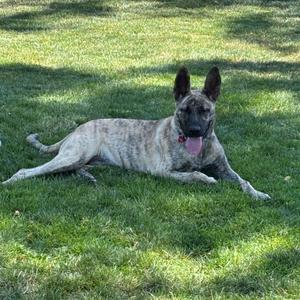 A brindle dog with a black muzzle and ears lying on green grass, its tongue out and looking towards the camera.