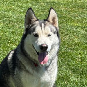 Chance, Mixed Breed (Large), adult, available for adoption