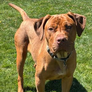 Ashanti, Mixed Breed (Large), young, available for adoption