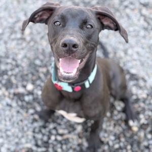 A black dog with a pink collar and a green and pink bandana is sitting on a gravel surface, looking up with its mouth open and tongue out.