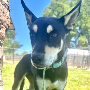 Kris, Mixed Breed (Medium), adult, available for adoption