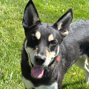 Kris, Mixed Breed (Medium), adult, available for adoption