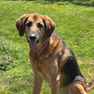 Greta, Mixed Breed (Large), senior, available for adoption