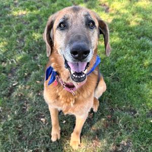 Greta, Mixed Breed (Large), senior, available for adoption
