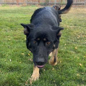 A black and tan dog walking on grass