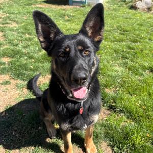 Oakley, Mixed Breed (Large), adult, available for adoption