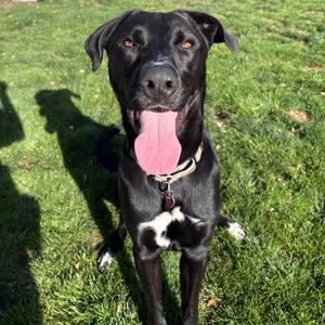 Koda, Mixed Breed (Large), young, available for adoption