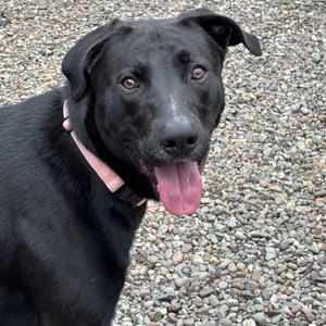 Koda, Mixed Breed (Large), young, available for adoption