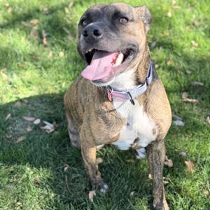 Mowgli, Mixed Breed (Large), adult, available for adoption