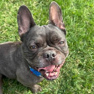 Momo, Mixed Breed (Small), adult, available for adoption