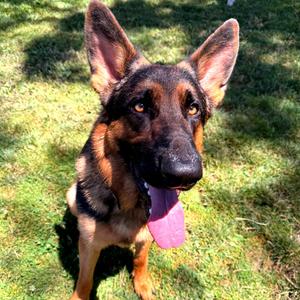 Danny, Mixed Breed (Large), young, available for adoption