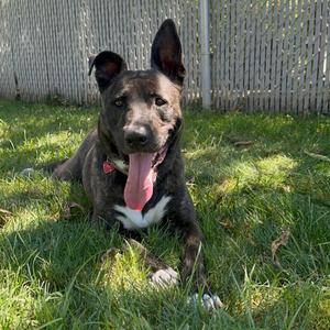 Luna, Mixed Breed (Large), adult, available for adoption