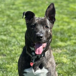 Luna, Mixed Breed (Large), adult, available for adoption