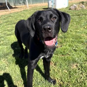 Mojita, Mixed Breed (Large), young, available for adoption