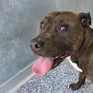 A brown dog with a white patch on its chest, standing on a speckled floor with its tongue out, looking up.