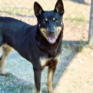 Tallahassee, Australian Kelpie, adult, available for adoption