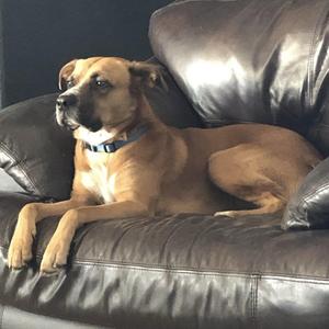 A brown dog with a black collar lying on a black leather couch.