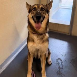 Valor, German Shepherd Dog, adult, available for adoption