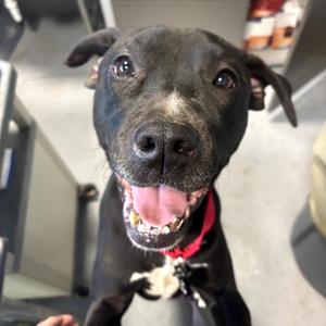 Capone, Unknown, adult, available for adoption