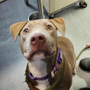Bridgett, Unknown, adult, available for adoption