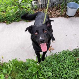 Hero, Mixed Breed (Medium), adult, available for adoption