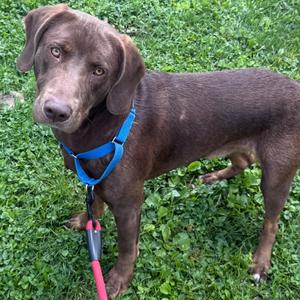 Copper, Unknown, adult, available for adoption