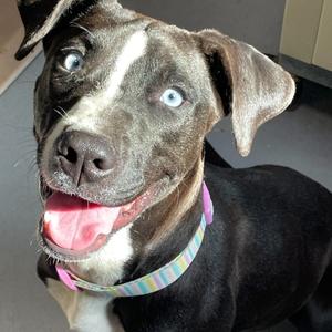 Elsa, Unknown, adult, available for adoption