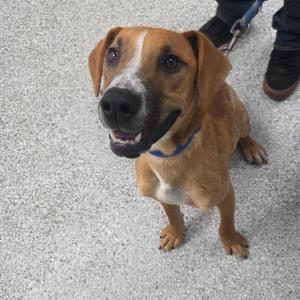Banjo, Unknown, adult, available for adoption