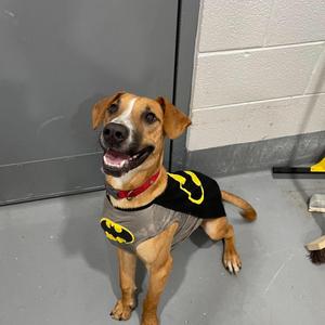 Banjo, Unknown, adult, available for adoption