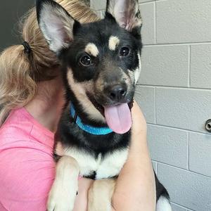 Astro, Unknown, adult, available for adoption