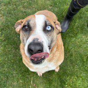 Chance, Mixed Breed (Medium), adult, available for adoption